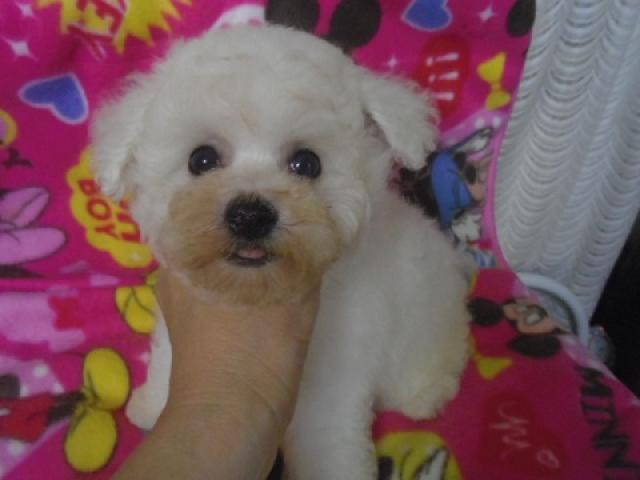 ビションフリーゼ