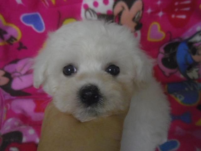 ビションフリーゼ