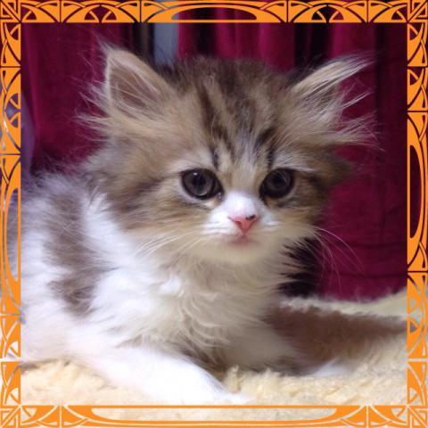 エキゾチックショートヘアー