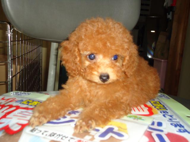 トイプードル