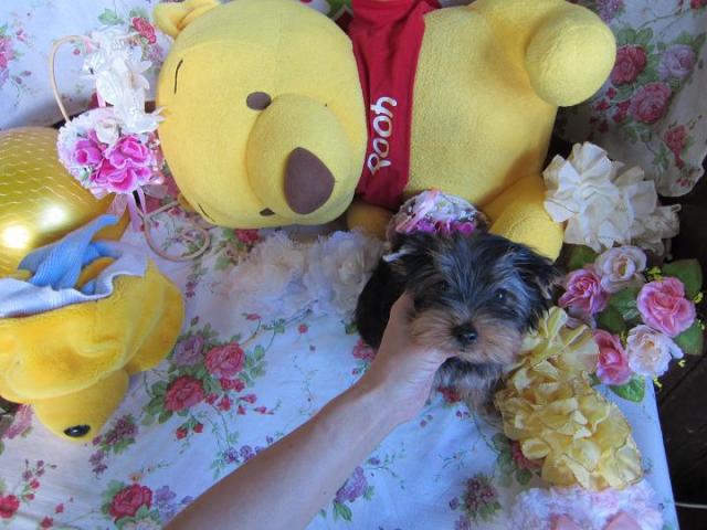 ヨークシャーテリア