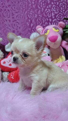 チワワ(ロングコート)