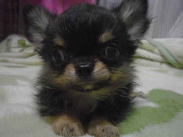 チワワ（ロングコート）