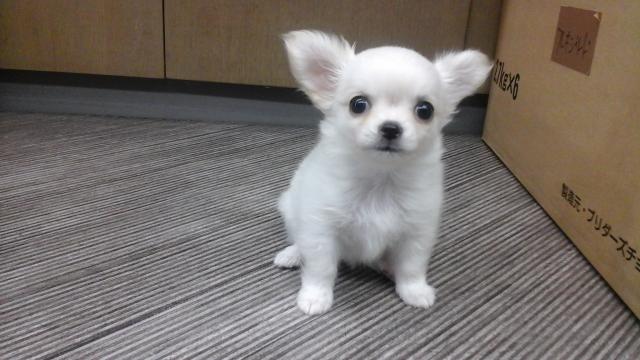 チワワ(ロングコート)