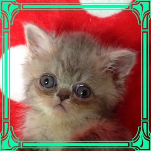 エキゾチックショートヘアー