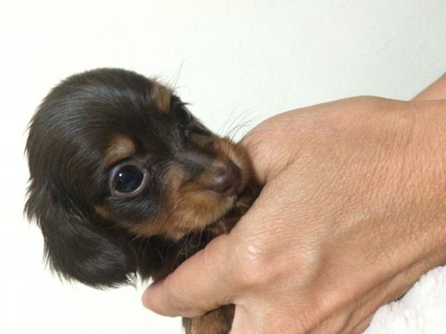 ミニチュアダックスフンド