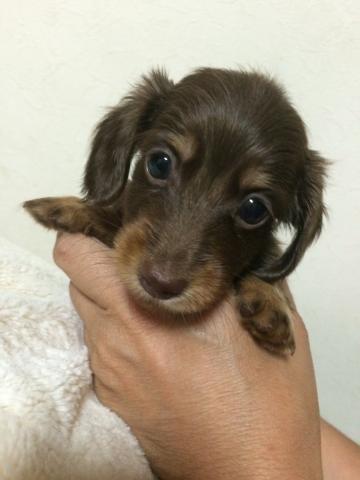 ミニチュアダックスフンド