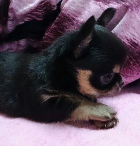 チワワ（ロングコート）