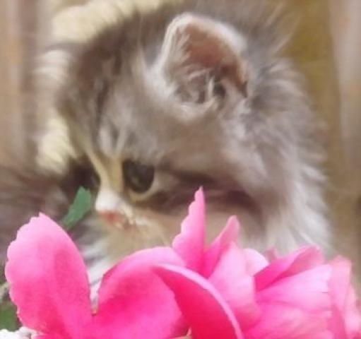 スコティッシュフォールド