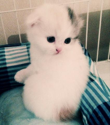 スコティッシュフォールド