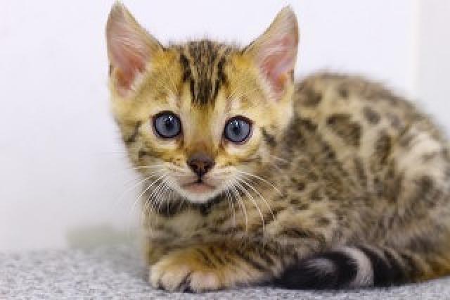 ベンガルブラウンロゼット