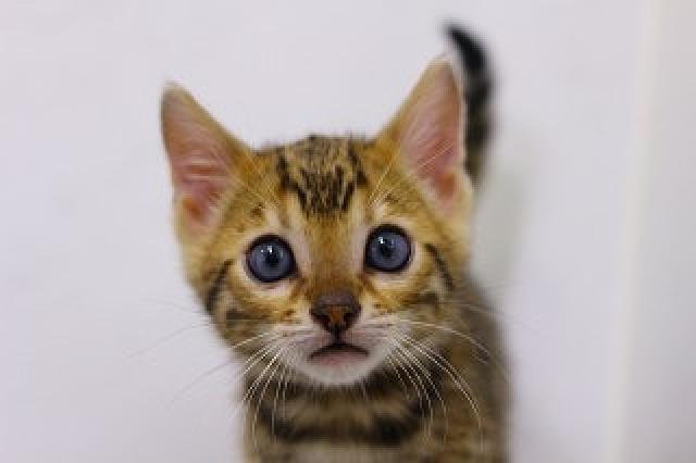 ブラウンロゼット