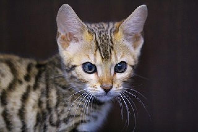 ベンガルブラウンロゼット