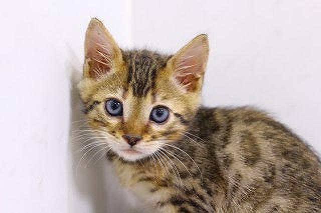 ブラウンスポット