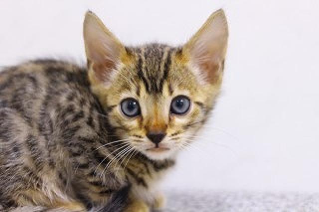 ブラウンスポット