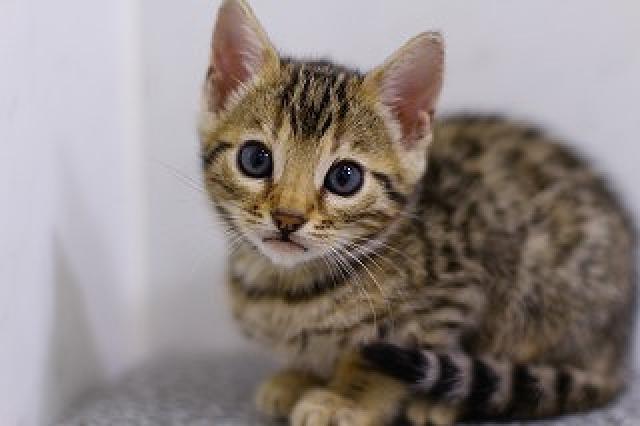 ベンガルブラウンロゼット