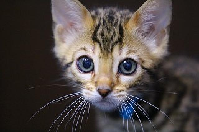 ベンガルブラウンロゼット