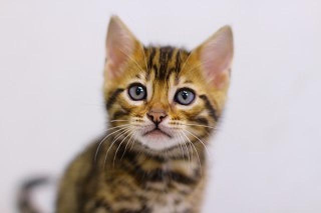 ブラウンスポット