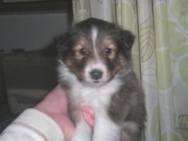 シェットランドシープドッグ