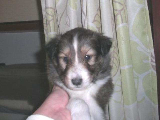 シェットランドシープドッグ