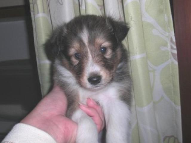 シェットランドシープドッグ