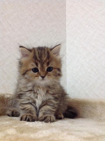 スコティッシュフォールド