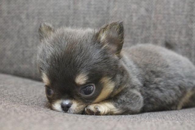 チワワ（ロングコート）