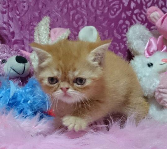 エキゾチックショートヘアー