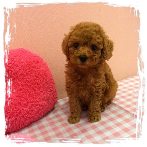 トイプードル