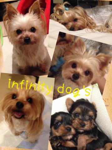 infinity dog's