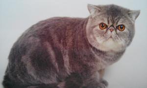 purinsesriruna