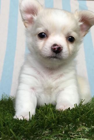 チワワ（ロングコート）