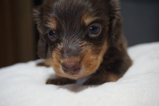 ミニチュアダックスフンド