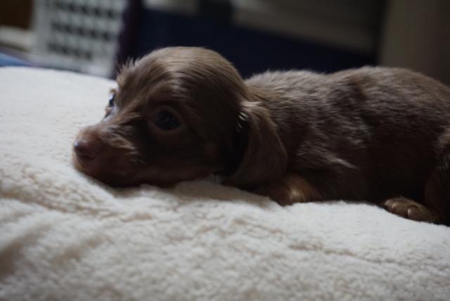 ミニチュアダックスフンド