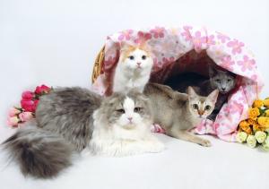 Lovely Cat