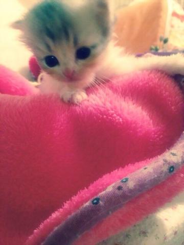 スコティッシュフォールド