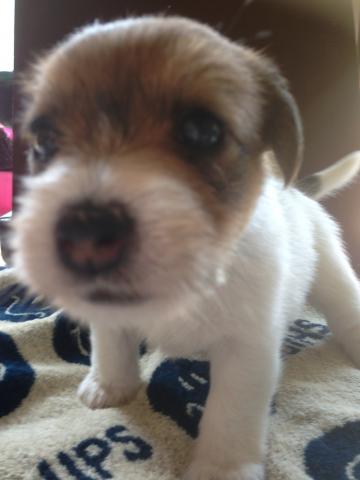 ジャックラッセルテリア