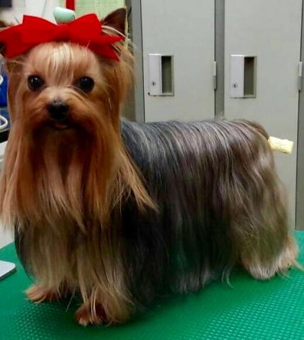 犬猫美容室・カトリ（トリミング・子犬販売）