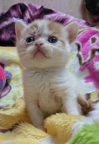 エキゾチックショートヘアー