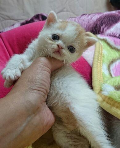 エキゾチックショートヘアー