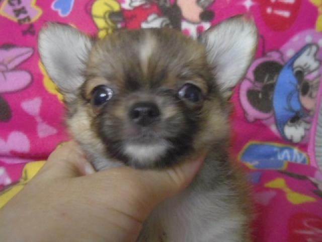 チワワ（ロングコート）