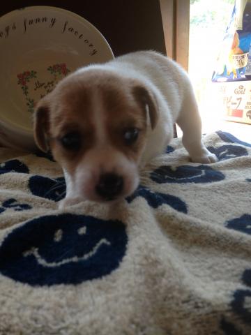 ジャックラッセルテリア