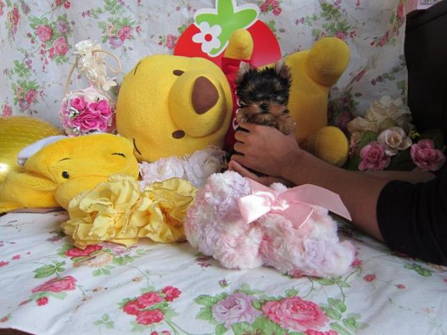 ヨークシャーテリア