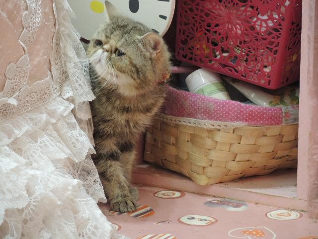 エキゾチックショートヘアー