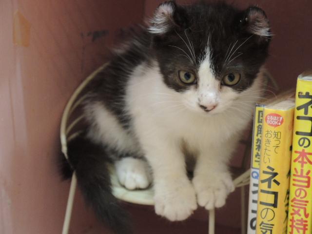 アメリカンカール