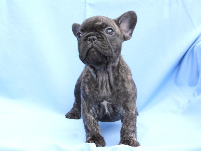 フレンチブルドッグ