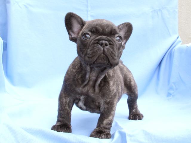 フレンチブルドッグ