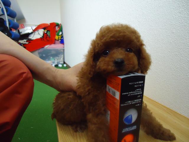 トイプードル