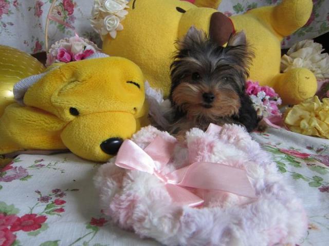 ヨークシャーテリア