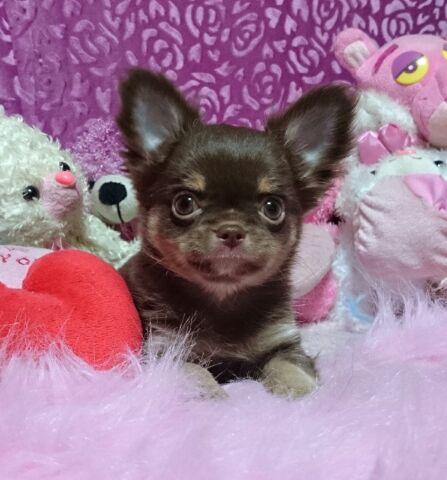 チワワ（ロングコート）